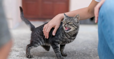 Nấm da chó mèo