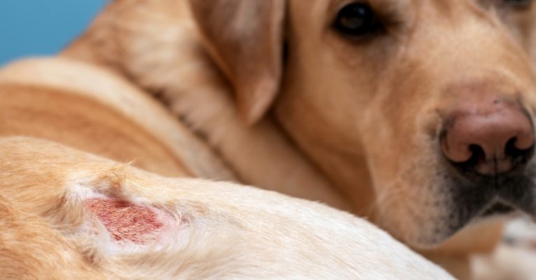 Nấm da chó mèo có lây sang người không