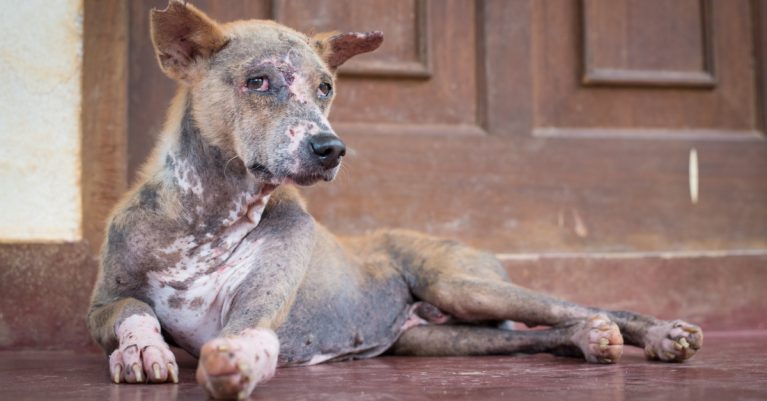 Những bệnh ngoài da ở chó thường gặp