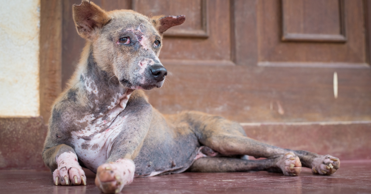 Những bệnh ngoài da ở chó thường gặp