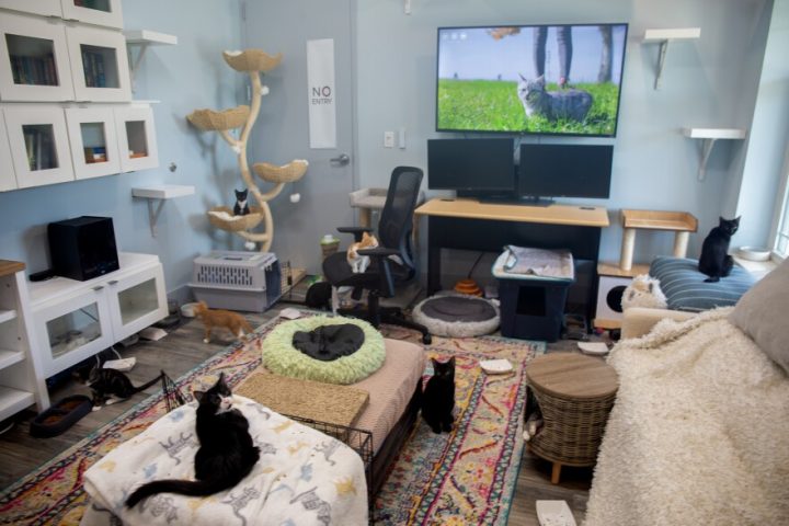 Nuôi mèo trong căn hộ chung cư khép kín thiếu sự lưu thông không khí.