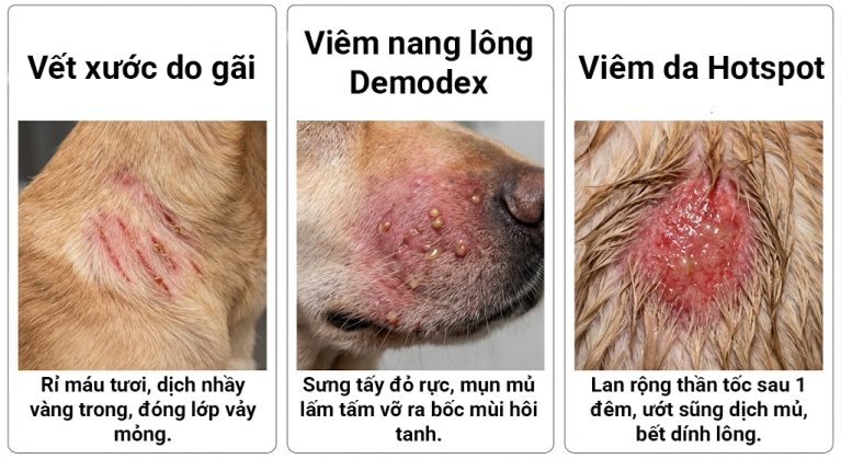 Phân biệt các hình thái lở loét chảy mủ do cào gãi, viêm nang lông và viêm da Hotspot ở thú cưng.