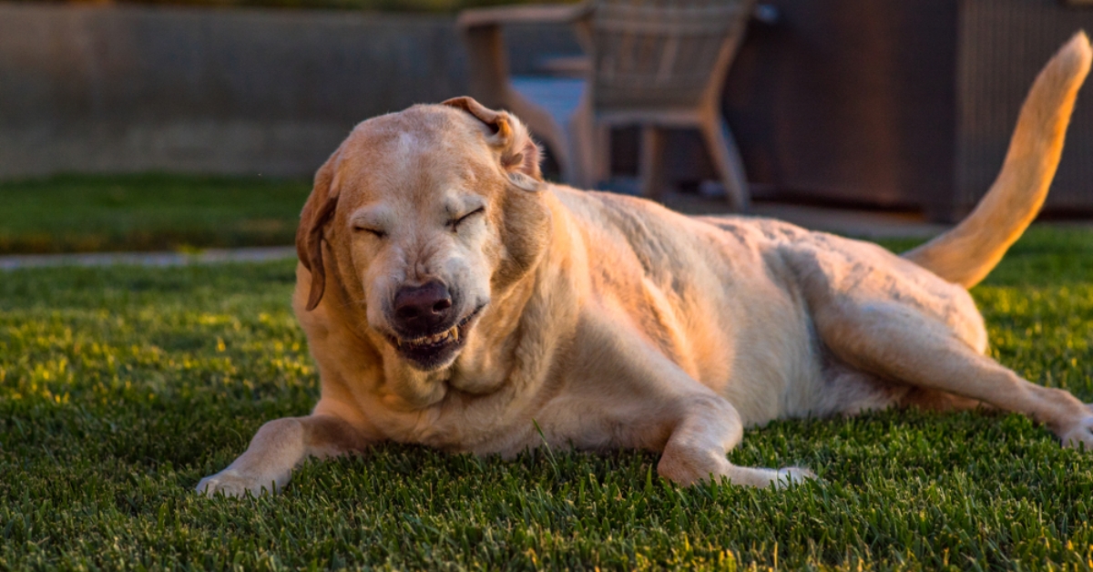 Phân biệt chó bị ngứa do dị ứng thời tiết hay dị ứng thức ăn