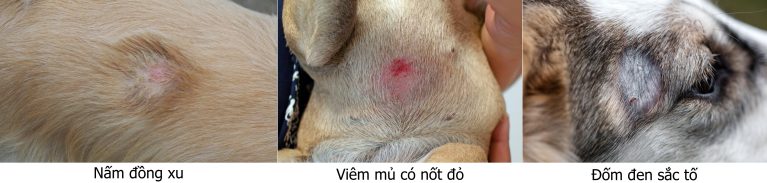 Phân biệt hình ảnh da chó có đốm tròn do nấm đồng xu, viêm da mủ và đốm sắc tố lành tính.