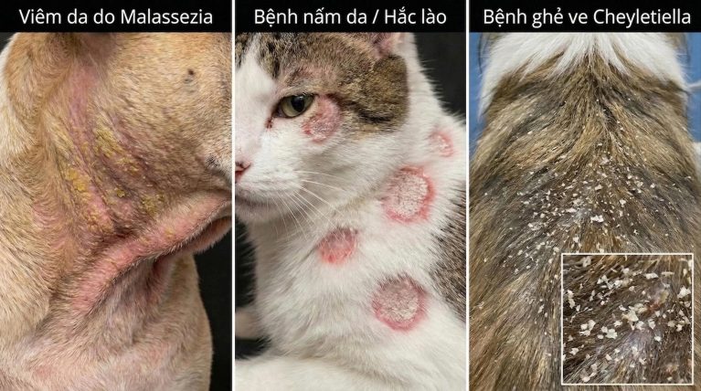 Chẩn đoán phân biệt tình trạng bong vảy: Nấm men Malassezia (Trái) - Nấm sợi Ringworm (Giữa) - Rận Cheyletiella (Phải). Việc nhầm lẫn giữa 3 tác nhân này là nguyên nhân gây thất bại trong điều trị.