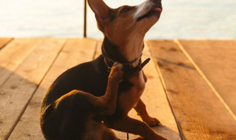 Chú chó dụi, cào gãi liên tục vì ghẻ ngứa