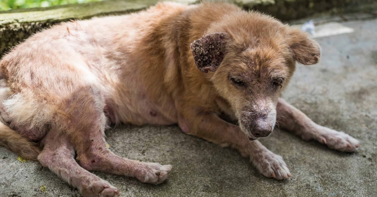 Phân biệt ghẻ Sarcoptes và Demodex ở chó