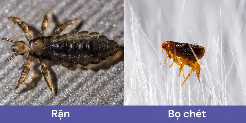 So sánh hình dạng rận mèo và bọ chét