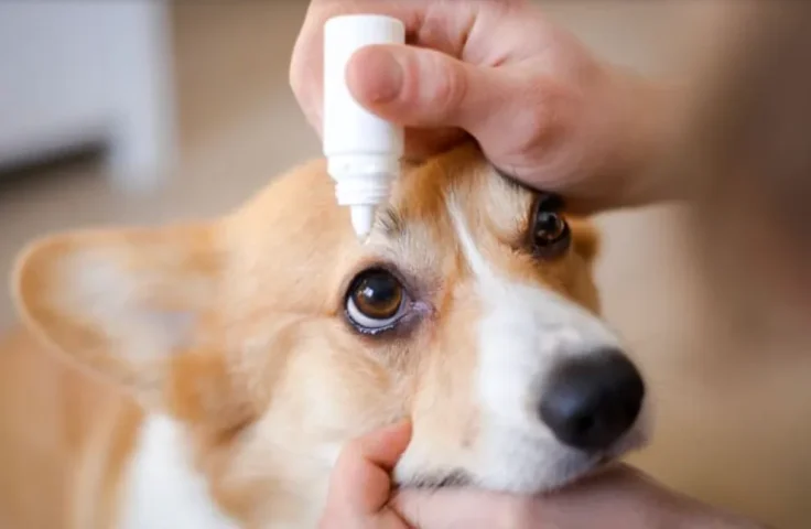 Sơ cứu rửa trôi dị vật và bụi bẩn trong mắt chó bằng nước muối sinh lý NaCl 0.9%.