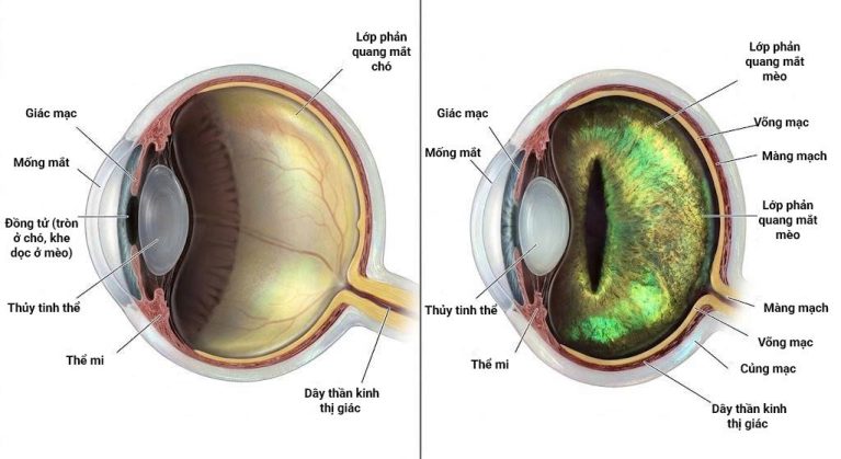 Sơ đồ giải phẫu cắt lớp nhãn cầu chó mèo với các vùng giác mạc, kết mạc và thủy tinh thể.