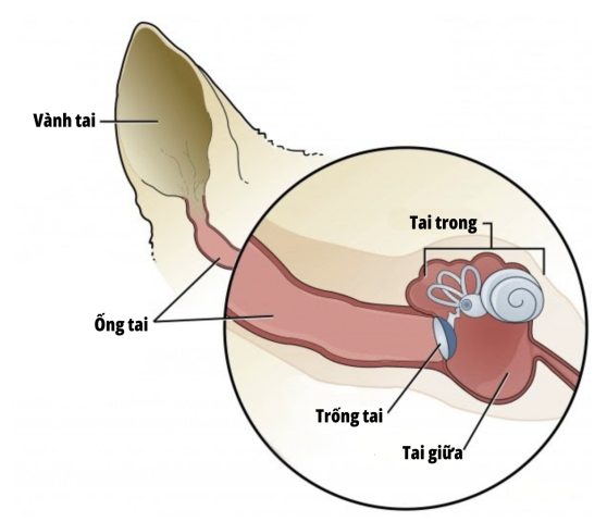 Sơ đồ giải phẫu ống tai chữ L của chó mèo tích tụ bã nhờn.