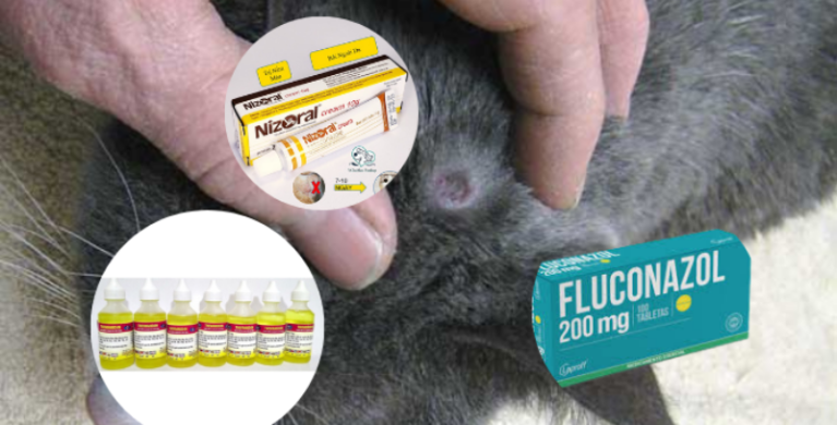 Có nên dùng sản phẩm trị nấm của người cho mèo?