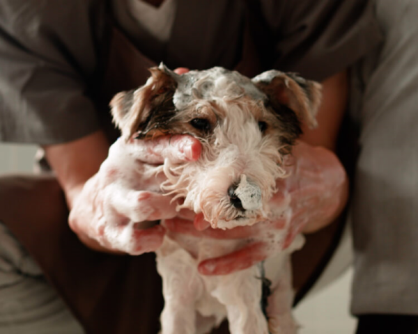 Người nuôi đang dùng sữa tắm trị ghẻ để tắm cho một chú chó con lông trắng nâu, bọt xà phòng phủ kín đầu.