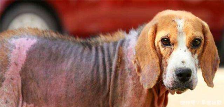 Chú chó Beagle tội nghiệp với làn da bị tổn thương nghiêm trọng, rụng lông và đỏ rực do bệnh ghẻ nặng.