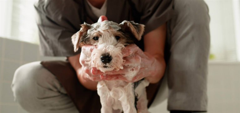 Thao tác massage và ủ bọt sữa tắm trị nấm chuyên dụng trên bộ lông ướt của chó Wire Fox Terrier.