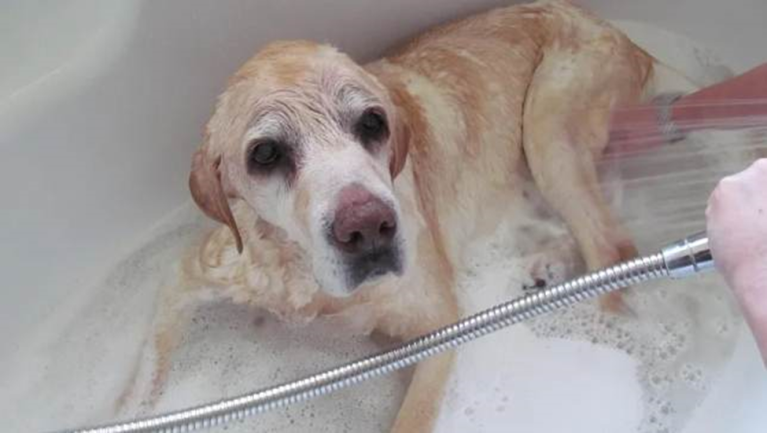 Một chú chó Golden Retriever đang tận hưởng làn gió ấm từ máy sấy chuyên dụng sau khi tắm xong.