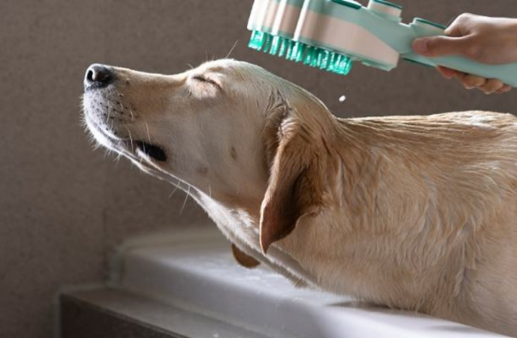 Chú chó Golden Retriever lông vàng đang được xả sạch bọt sữa tắm bằng vòi hoa sen trong bồn tắm trắng.