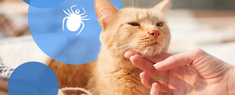 Mèo bị ve rận bọ chét gây ngứa và viêm da – cần kết hợp sữa tắm và thuốc trị ve rận