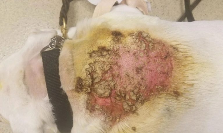 Bức ảnh chụp từ trên xuống chú chó Terrier trắng bị một tổn thương da lớn, sưng đỏ, ẩm ướt (loét) ở trung tâm lưng và cổ.