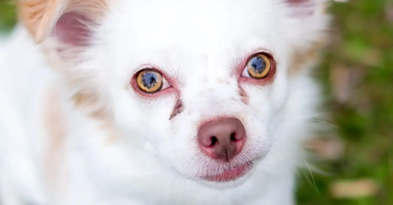 Tắc tuyến lệ ở chó mèo