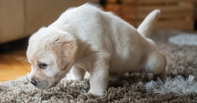 Tại sao chó hay đái bậy vào chỗ cũ