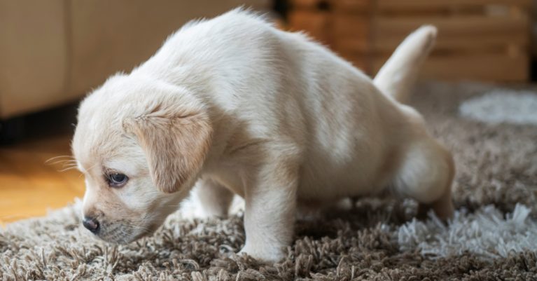 Tại sao chó hay đái bậy vào chỗ cũ