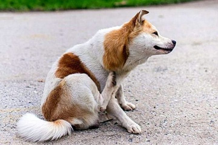 Chó bị nấm da gãi ngứa liên tục gây rụng lông mảng hình đồng xu