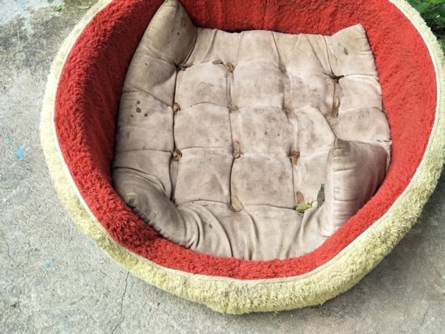 Ổ nằm và chăn nệm thú cưng chứa hàng triệu bào tử nấm ringworm tàng hình