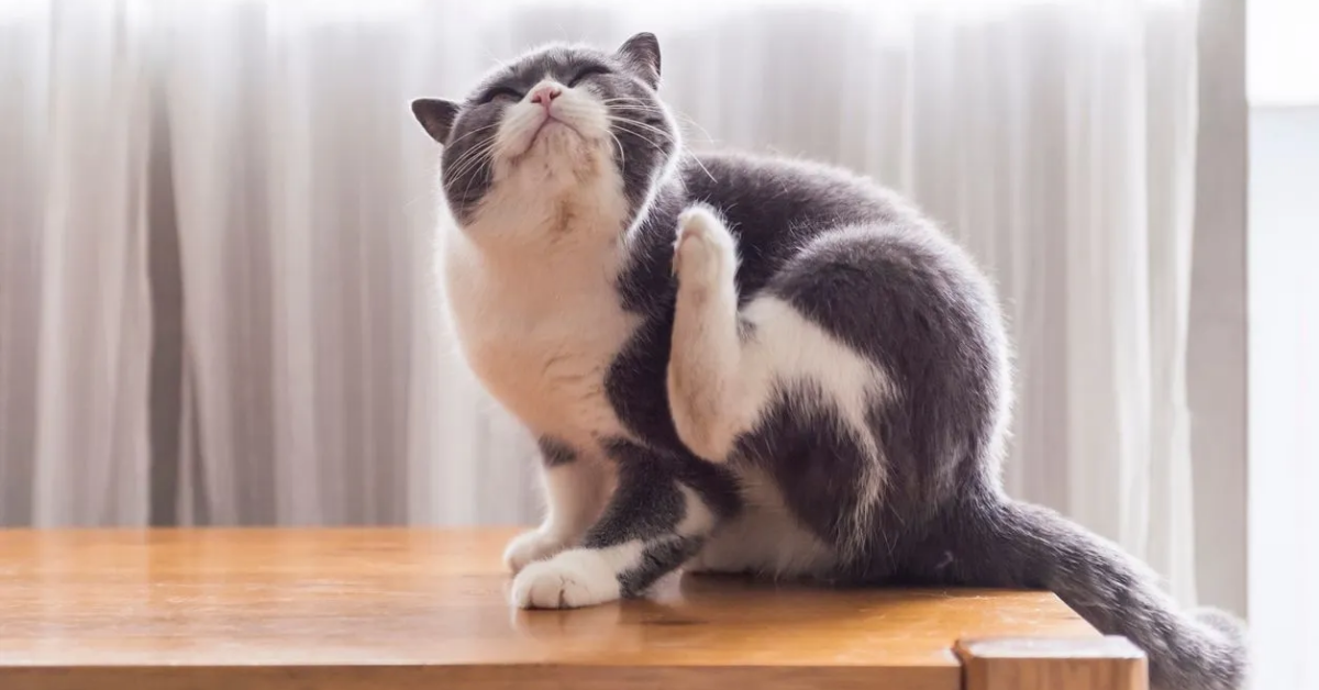 Tại sao nấm da chó mèo hay tái phát