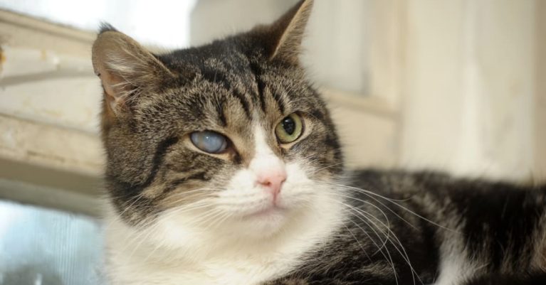 Tăng nhãn áp ở chó mèo