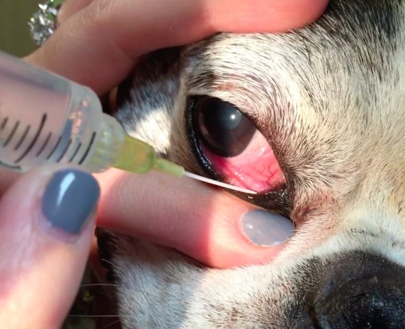 Bác sĩ thú y đang thực hiện thủ thuật bơm rửa thông tắc lệ đạo cho chó.