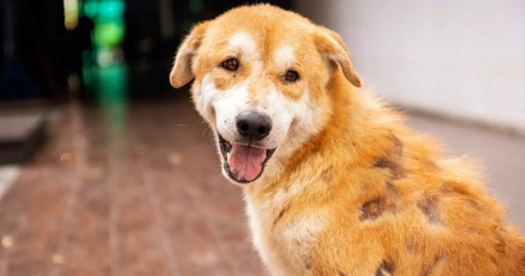 thuốc trị nấm cho chó hiệu quả