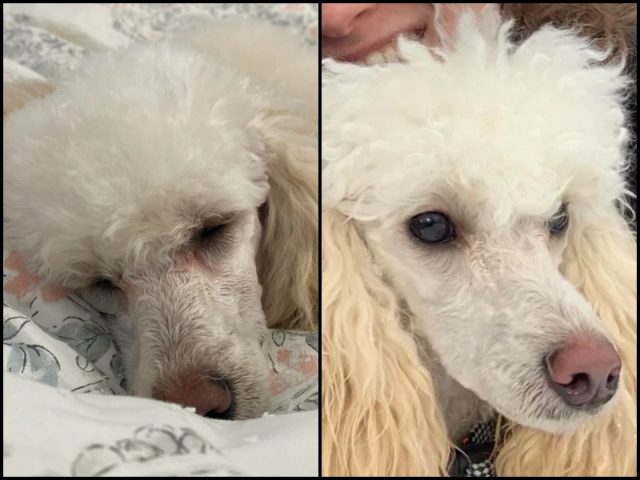 Hình ảnh trước và sau khi xử lý vệt ố vàng/nâu đỏ dưới khóe mắt phổ biến ở các giống chó trưởng thành có máu lông sáng do nước mắt bị oxy hóa