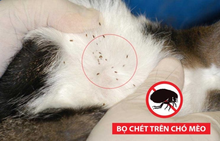 Dấu hiệu nhận biết chó mèo bị bọ chét, vạch lông thấy các chấm đen li ti là phân bọ chét và trứng bọ chét.