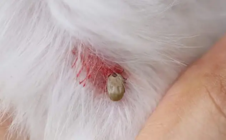 Cận cảnh một con ve no máu, thân hình bầu dục màu xám nhạt, bám chặt và hút máu trên mảng da lông trắng của thú cưng.