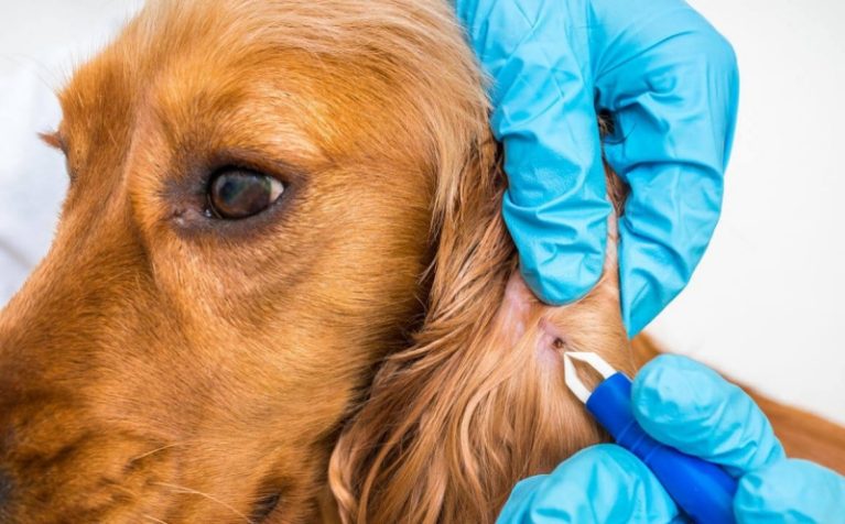 Loại bỏ ve ra khỏi tai chú chó bằng dụng cụ kẹp chuyên dụng.