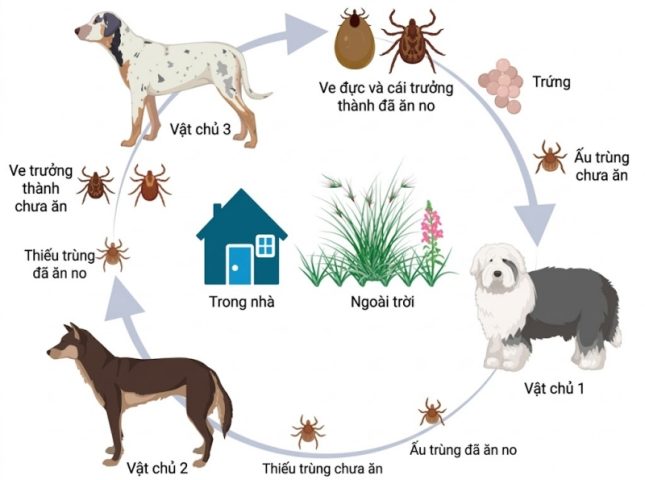 Vòng đời của ve chó