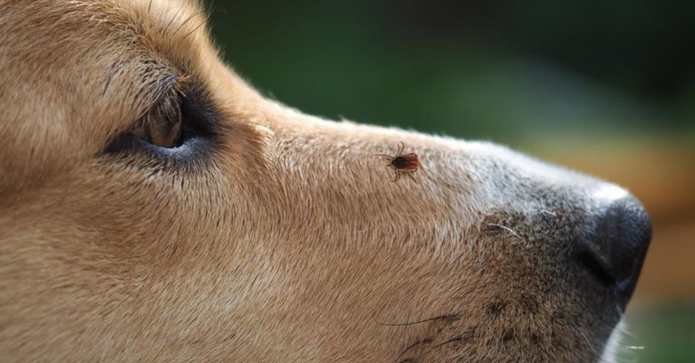 Ve chó từ đâu ra