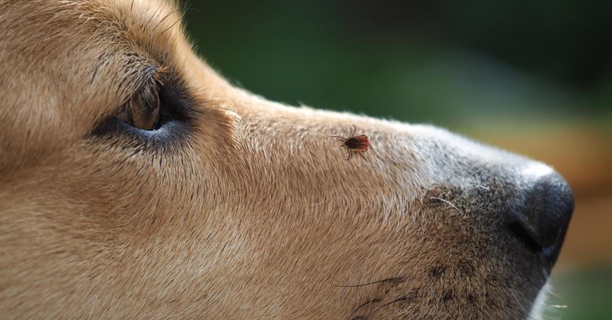 Ve chó từ đâu ra