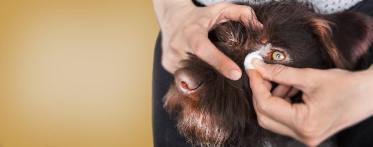 Cách sử dụng nước muối sinh lý NaCl 0.9% để vệ sinh mắt cho chó bị chảy nước mắt.