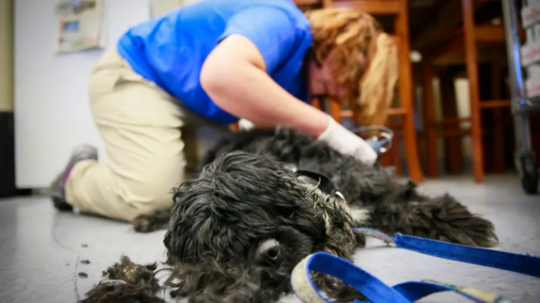 Bác sĩ thú y cạo lông trước khi vệ sinh ổ loét mưng mủ cho chó.