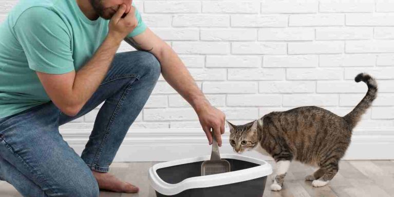 Vi khuẩn phân hủy chất thải trong khay cát của mèo là nguyên nhân chính gây ra mùi hôi.