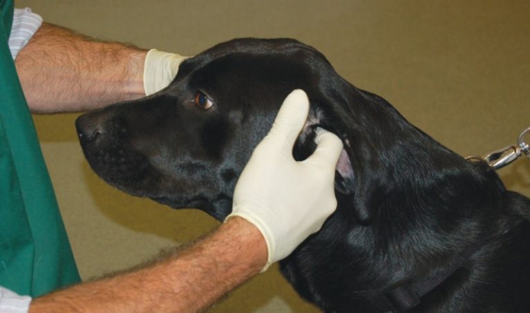 Thao tác xoa bóp gốc tai để nhũ hóa ráy bẩn trong lòng ống tai.