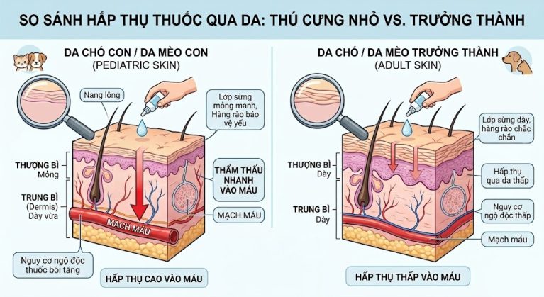 So sánh độ dày hàng rào biểu bì da của chó mèo con và chó mèo trưởng thành khi bôi thuốc.