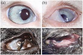 Biến chứng dính kết mạc (Symblepharon) do FHV-1 ở mèo con.