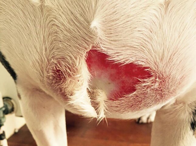 Cảnh báo biến chứng nhiễm trùng huyết từ bệnh viêm da mủ sâu ở chó