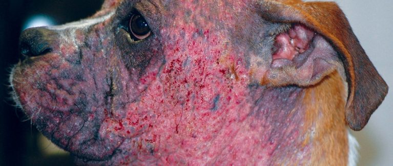 Cảnh báo bội nhiễm viêm da mủ trên nền da bị ghẻ Demodex