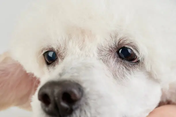 Quan sát mắt và vùng lông dưới mắt Poodle trước khi vệ sinh.