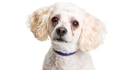 Chó Poodle lông trắng có vệt nâu đỏ dưới hai khóe mắt.