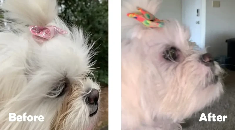 Tỉa gọn phần lông quanh mắt chó Poodle.